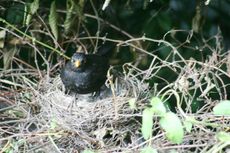 Amsel-3-Tag-3.jpg